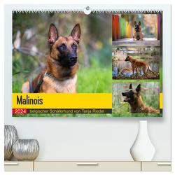 Malinois – belgischer Schäferhund (hochwertiger Premium Wandkalender 2024 DIN A2 quer), Kunstdruck in Hochglanz von Riedel,  Tanja