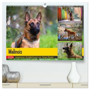 Malinois – belgischer Schäferhund (hochwertiger Premium Wandkalender 2024 DIN A2 quer), Kunstdruck in Hochglanz von Riedel,  Tanja