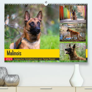 Malinois – belgischer Schäferhund (Premium, hochwertiger DIN A2 Wandkalender 2023, Kunstdruck in Hochglanz) von Riedel,  Tanja