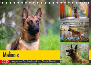 Malinois – belgischer Schäferhund (Tischkalender 2023 DIN A5 quer) von Riedel,  Tanja