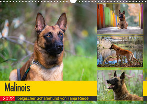 Malinois – belgischer Schäferhund (Wandkalender 2022 DIN A3 quer) von Riedel,  Tanja