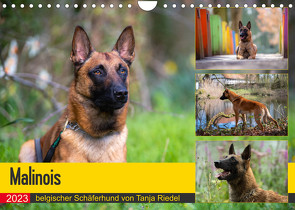 Malinois – belgischer Schäferhund (Wandkalender 2023 DIN A4 quer) von Riedel,  Tanja