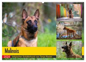 Malinois – belgischer Schäferhund (Wandkalender 2024 DIN A2 quer), CALVENDO Monatskalender von Riedel,  Tanja