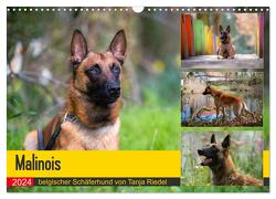 Malinois – belgischer Schäferhund (Wandkalender 2024 DIN A3 quer), CALVENDO Monatskalender von Riedel,  Tanja