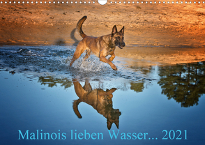 Malinois lieben Wasser (Wandkalender 2021 DIN A3 quer) von Schwarzer,  Susanne