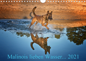 Malinois lieben Wasser (Wandkalender 2021 DIN A4 quer) von Schwarzer,  Susanne