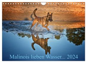 Malinois lieben Wasser (Wandkalender 2024 DIN A4 quer), CALVENDO Monatskalender von Schwarzer,  Susanne
