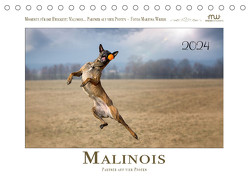 Malinois – Partner auf vier Pfoten (Tischkalender 2024 DIN A5 quer), CALVENDO Monatskalender von Wrede - Wredefotografie,  Martina