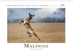 Malinois – Partner auf vier Pfoten (Wandkalender 2024 DIN A3 quer) von Wrede - Wredefotografie,  Martina
