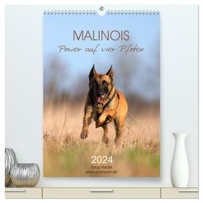 Malinois Power auf vier Pfoten (hochwertiger Premium Wandkalender 2024 DIN A2 hoch), Kunstdruck in Hochglanz von Riedel,  Tanja