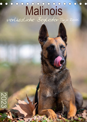 Malinois verlässliche BegleiterCH-Version (Tischkalender 2023 DIN A5 hoch) von Riedel,  Tanja