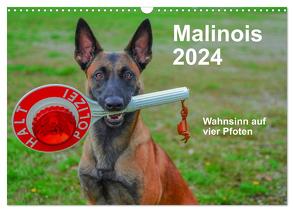 Malinois – Wahnsinn auf vier Pfoten (Wandkalender 2024 DIN A3 quer), CALVENDO Monatskalender von Trocha,  Alexander