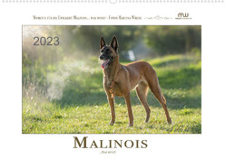 Malinois… was sonst! (Wandkalender 2023 DIN A2 quer) von Wrede - Wredefotografie,  Martina