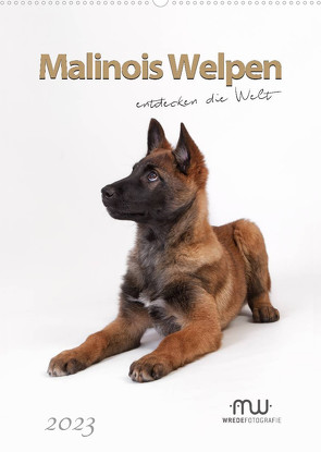 Malinois Welpen entdecken die Welt (Wandkalender 2023 DIN A2 hoch) von Wrede,  Martina