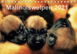 Malinoiswelpen 2021 (Tischkalender 2021 DIN A5 quer) von Schwarzer,  Susanne