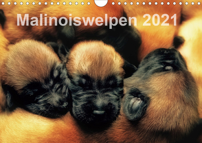Malinoiswelpen 2021 (Wandkalender 2021 DIN A4 quer) von Schwarzer,  Susanne