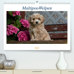 Maltipoo Welpen (Premium, hochwertiger DIN A2 Wandkalender 2023, Kunstdruck in Hochglanz) von Schultz,  Tanja