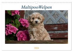 Maltipoo Welpen (Wandkalender 2024 DIN A3 quer), CALVENDO Monatskalender von Schultz,  Tanja