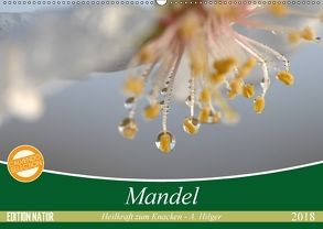 Mandel – Heilkraft zum Knacken (Wandkalender 2018 DIN A2 quer) von Hilger,  Axel