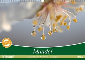 Mandel – Heilkraft zum Knacken (Wandkalender 2018 DIN A3 quer) von Hilger,  Axel