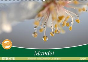 Mandel – Heilkraft zum Knacken (Wandkalender 2019 DIN A2 quer) von Hilger,  Axel
