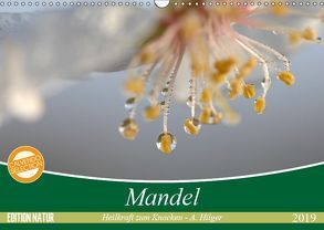 Mandel – Heilkraft zum Knacken (Wandkalender 2019 DIN A3 quer) von Hilger,  Axel