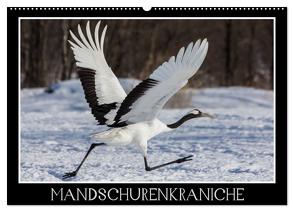 Mandschurenkraniche (Wandkalender 2024 DIN A2 quer), CALVENDO Monatskalender von Schwarz Fotografie,  Thomas