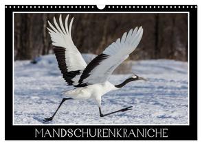 Mandschurenkraniche (Wandkalender 2024 DIN A3 quer), CALVENDO Monatskalender von Schwarz Fotografie,  Thomas