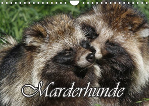 Marderhunde (Wandkalender 2023 DIN A4 quer) von Lindert-Rottke,  Antje