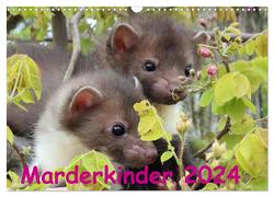 Marderkinder (Wandkalender 2024 DIN A3 quer), CALVENDO Monatskalender von Nixe,  Nixe