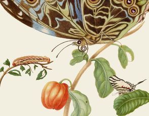 Maria Sibylla Merians Schmetterlinge – Gästebuch von Merian,  Maria Sibylla