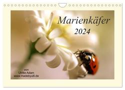 Marienkäfer / 2024 (Wandkalender 2024 DIN A4 quer), CALVENDO Monatskalender von Adam madebyulli.de,  Ulrike