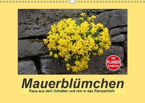 Mauerblümchen – Raus aus dem Schatten und rein in das Rampenlicht (Wandkalender 2019 DIN A3 quer) von Keller,  Angelika