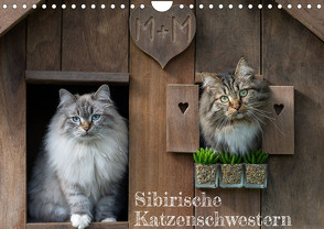 Maui und Molokai – Sibirische Katzenschwestern (Wandkalender 2024 DIN A4 quer) von Danis,  Peter