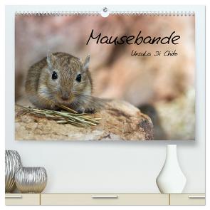 Mausebande (hochwertiger Premium Wandkalender 2024 DIN A2 quer), Kunstdruck in Hochglanz von Di Chito,  Ursula