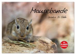 Mausebande (Wandkalender 2024 DIN A2 quer), CALVENDO Monatskalender von Di Chito,  Ursula