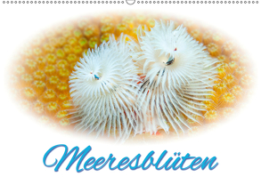 Meeresblüten (Wandkalender 2019 DIN A2 quer) von Smith,  Sidney