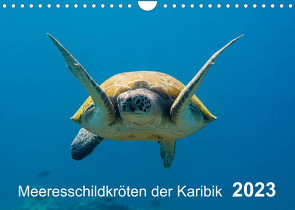 Meeresschildkröten der Karibik (Wandkalender 2023 DIN A4 quer) von - Yvonne & Tilo Kühnast,  naturepics