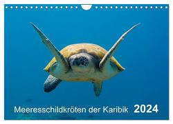 Meeresschildkröten der Karibik (Wandkalender 2024 DIN A4 quer), CALVENDO Monatskalender von - Yvonne & Tilo Kühnast,  naturepics