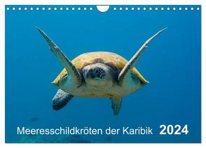 Meeresschildkröten der Karibik (Wandkalender 2024 DIN A4 quer), CALVENDO Monatskalender von - Yvonne & Tilo Kühnast,  naturepics