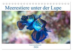 Meerestiere unter der Lupe – Unterwasserkalender (Tischkalender 2024 DIN A5 quer), CALVENDO Monatskalender von Gruse,  Sven