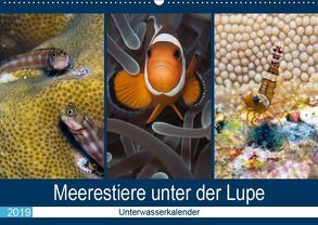 Meerestiere unter der Lupe – Unterwasserkalender (Wandkalender 2019 DIN A2 quer) von Gruse,  Sven