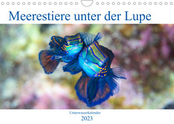 Meerestiere unter der Lupe – Unterwasserkalender (Wandkalender 2023 DIN A4 quer) von Gruse,  Sven
