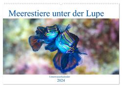 Meerestiere unter der Lupe – Unterwasserkalender (Wandkalender 2024 DIN A2 quer), CALVENDO Monatskalender von Gruse,  Sven