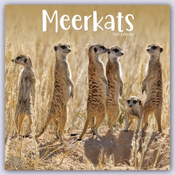 Meerkats – Erdmännchen 2023 – 16-Monatskalender