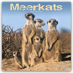 Meerkats – Erdmännchen 2024 – 16-Monatskalender