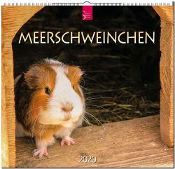 Meerschweinchen von Redaktion Verlagshaus Würzburg,  Bildagentur