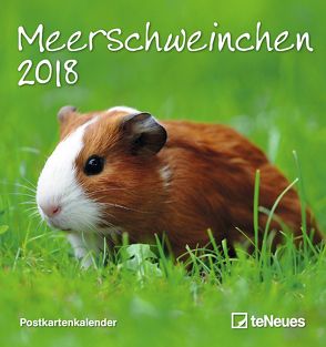 Meerschweinchen Postkartenkalender 2018
