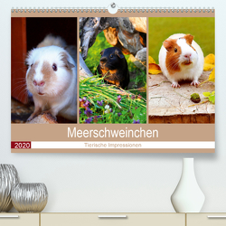 Meerschweinchen 2020. Tierische Impressionen (Premium, hochwertiger DIN A2 Wandkalender 2020, Kunstdruck in Hochglanz) von Lehmann (Hrsg.),  Steffani