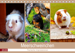 Meerschweinchen 2020. Tierische Impressionen (Tischkalender 2020 DIN A5 quer) von Lehmann (Hrsg.),  Steffani